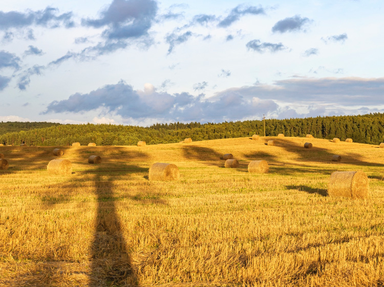 Higher world wheat futures overnight on Russian weather woes, US crop report tomorrow during the session.